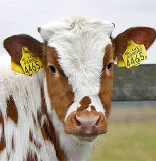 Cow Ear Tag Manufacturer, Wholesaler, Trader In Maharashtra, India